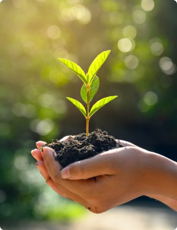 Plantje dat groeit in handen, symbool voor het verschil tussen waarde-aandelen en groeiaandelen als beleggingscategorieën